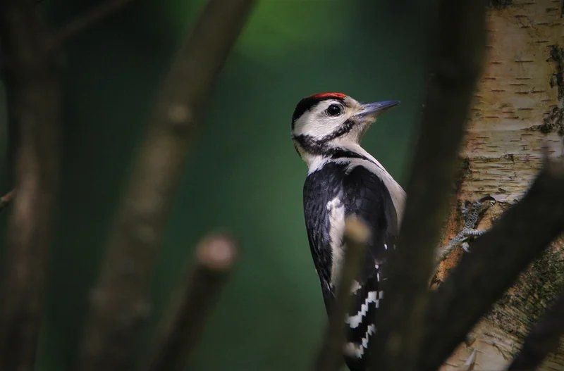 Et les produits pour oiseaux dans les rayons Auchan ?