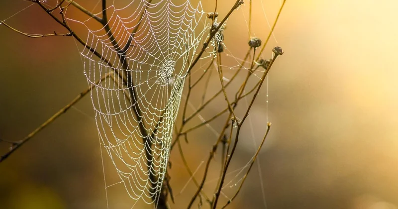 Le piège des abonnements : Prime et compagnie